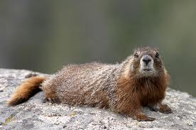 Marmot* Marmota flaviventris 19-26, tail 5-7.