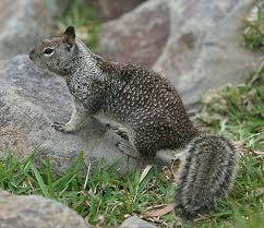 Ground Squirrels (Squirrel Family) White- tailed Antelope Squirrel