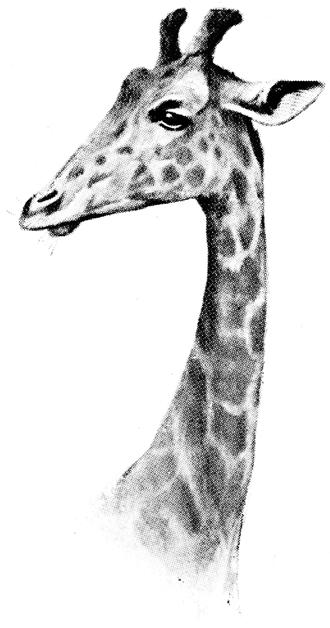 Narrator 1: Mrs. Cook nodded yes. She also gave a thumbs up. What animal has a very long neck?