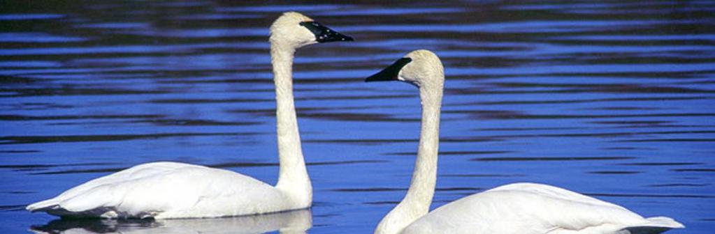 TRUMPETER SWAN STATUS: LEAST CONCERN The trumpeter swan, which is the largest of all waterfowl, is known for its distinctive all white plumage and black beak.