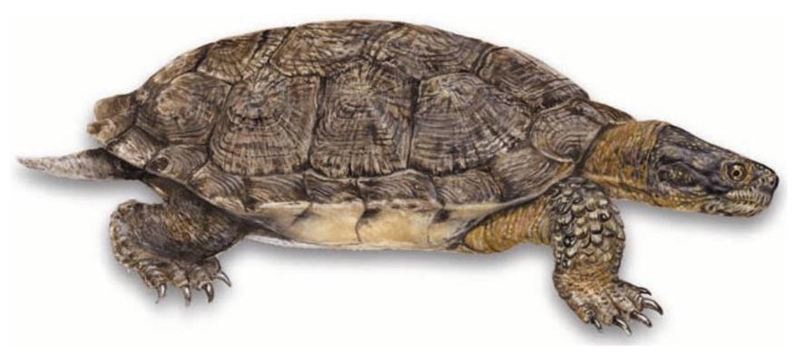 WOOD TURTLE STATUS: ENDANGERED As Ontario s most terrestrial turtle, the wood turtle is usually found basking in the sun by rivers & streams, along roadsides, and in wooded areas near water.