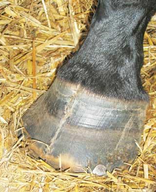 the pedal bone and, in very severe cases, sinking of the pedal bone within the hoof capsule and potential prolapse through the hoof sole (Hood, 1999; Knottenbelt et al, 1994; Munroe and Weese, 2011).
