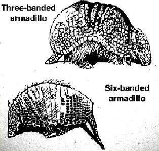 Succession of types Armadillos are native to the Americas.