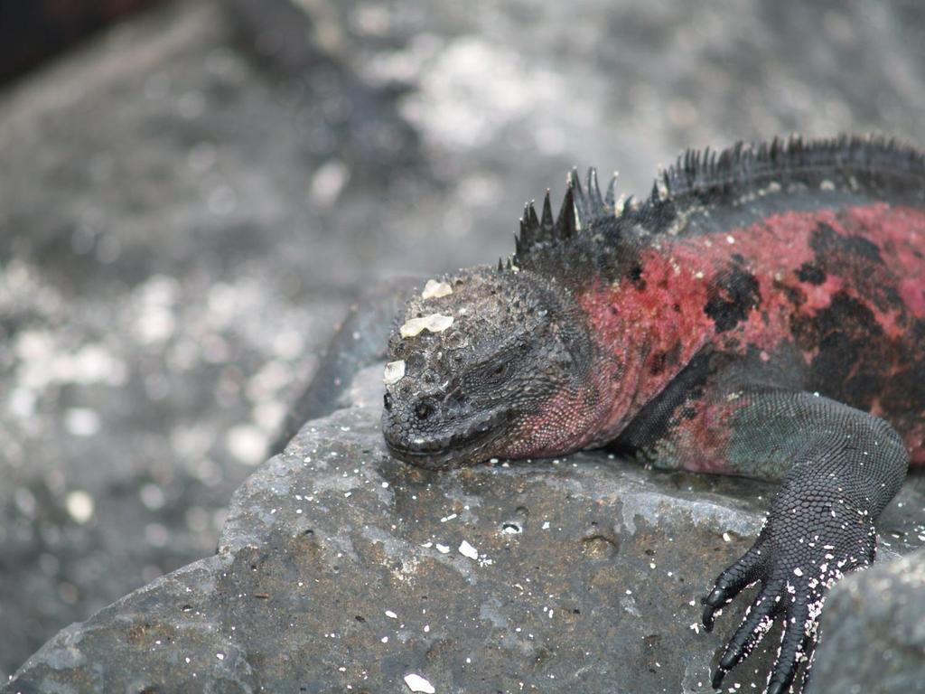 A marine iguana, well-suited to its