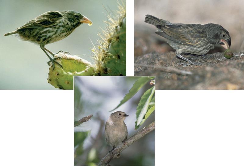 Beak variation in Galápagos finches (a) Cactus eater. The long, sharp beak of the cactus ground finch (Geospiza scandens) helps it tear and eat cactus flowers and pulp. (c) Seed eater.
