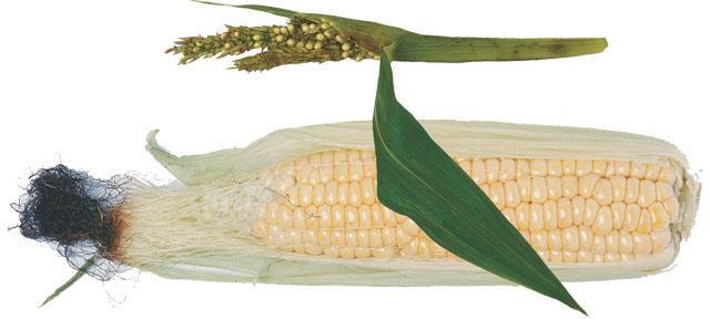 Maize: a product of