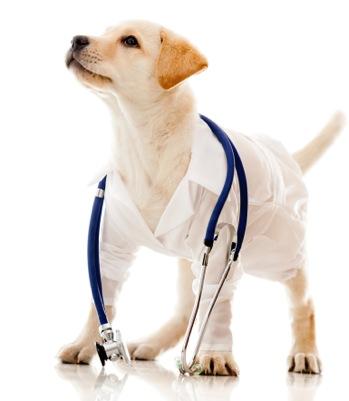 Your dog will rely on you to keep him in good health. A proper diet, regular exercise and grooming, and routine checkups at the veterinarian will help keep your dog in top form.