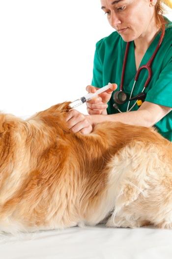 Regular vaccinations from your veterinarian can keep your dog from getting serious and sometimes fatal illnesses such as distemper, parvovirus, hepatitis, leptospirosis, coronavirus, and rabies.