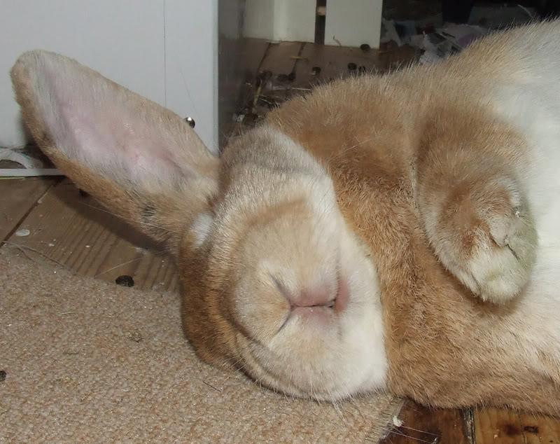 How to Have a Happy Rabbit Rabbits are possibly the most misunderstood companion animals that have ever been kept.