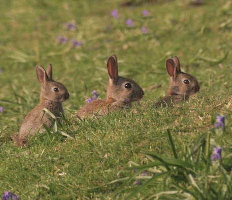 The behaviour of domestic rabbits is very similar to that of the ones we see in the wild.