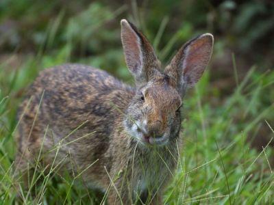 Rabbits are a ground dwelling, prey species that are most active at dawn and dusk (making them 'crepuscular' animals).