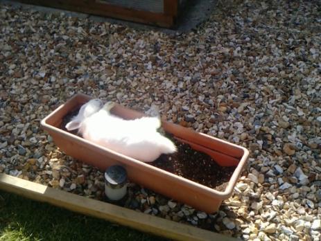 Platforms offer the opportunity for rabbits to express their natural instinct to observe the environment from a vantage point.