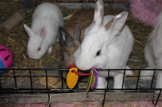 3. Toys Toys are a great way of providing additional enrichment to your rabbit's living space and should allow rabbits to perform normal behaviours, such as gnawing and chin marking on objects.