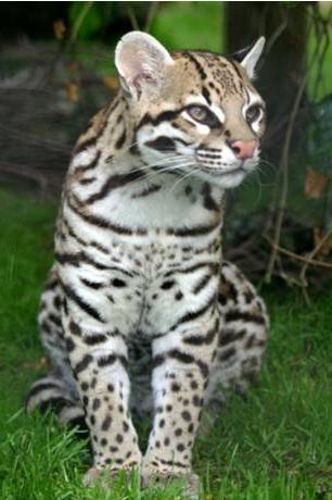 6. OCELOT What habitat does it live in? In what two ways is an ocelot similar to a soldier? 1.