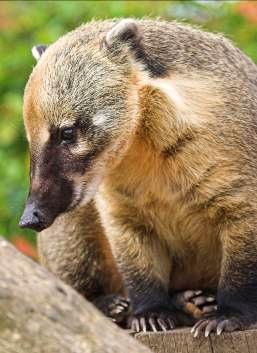 8. RING-TAILED COATI What type of habitat does it live in?