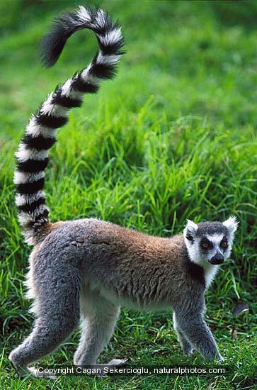 11. RING-TAILED LEMUR What habitat do ring-tailed lemurs live in? Suggest two adaptations that these lemurs have to help them live in this habitat: 1. 2.