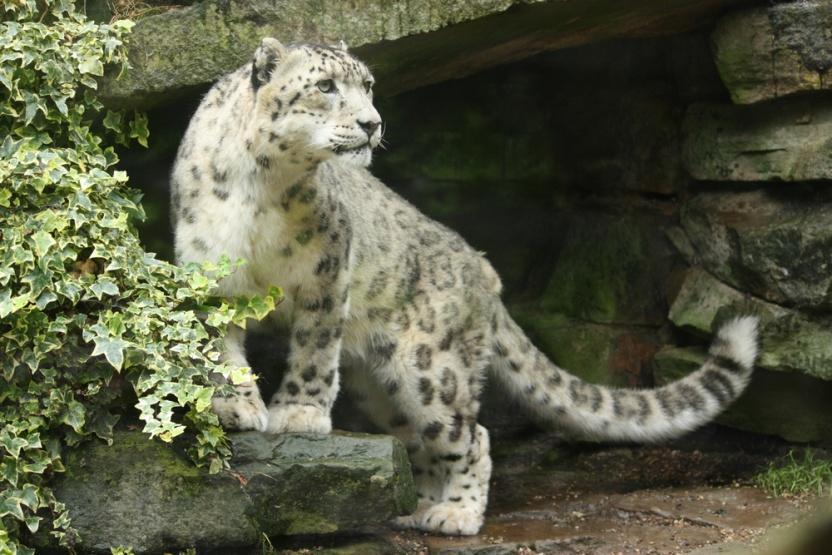 Try to add at least 3 annotations to the snow leopard below to explain what adaptations it has to help it live in its habitat. An example has been done for you.