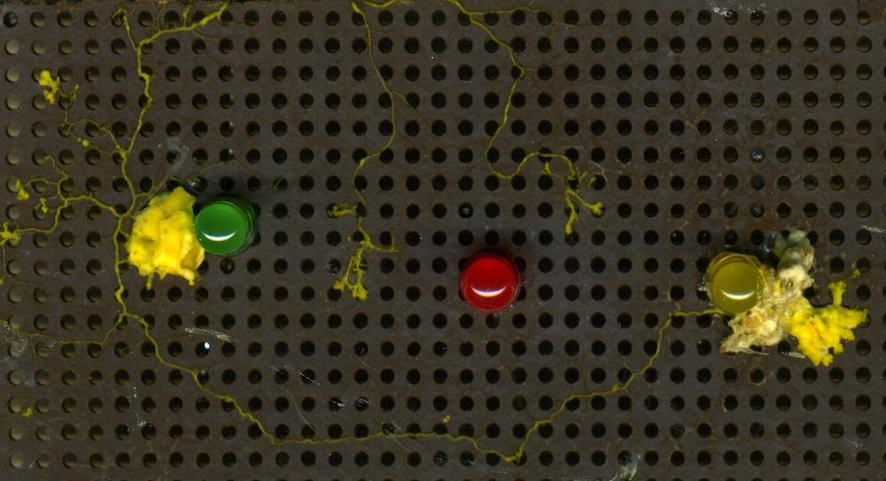 6 ADAMATZKY (a) (b) G R Y (c) Figure 4. Snapshots of two experiments (ab) on routing a Physarum wire from yellow LED Y to green LED G with a constraint that a red LED R must be avoided.