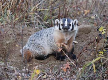 American Badger American Badger Badger burrow in grassland habitat. Photo: Chris Gill BURROW DESCRIPTION Photo: Richard Klafki Badger burrow.