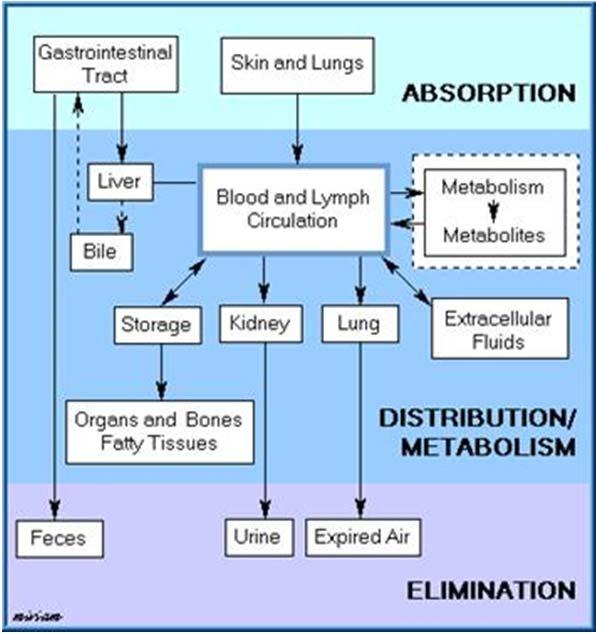 Dosage vs Response ADME: Absorption Distribution Metabolism Excretion Dosages are based on ideal scenarios.