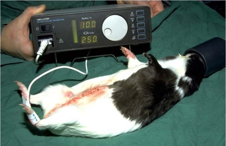 Anesthetic Monitoring For non-rodent