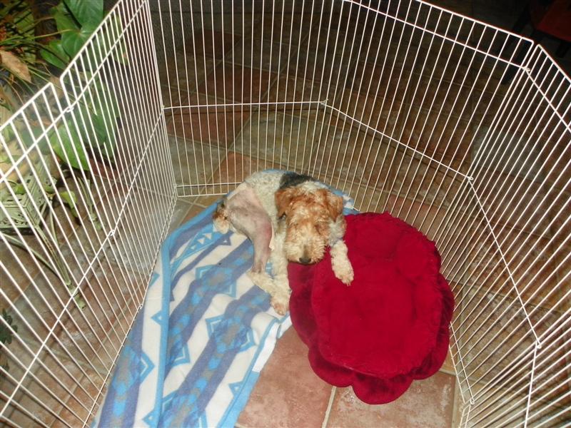 Bozley will need at least 6 weeks of cage confinement, only getting go out while closely controlled monired on a leash.
