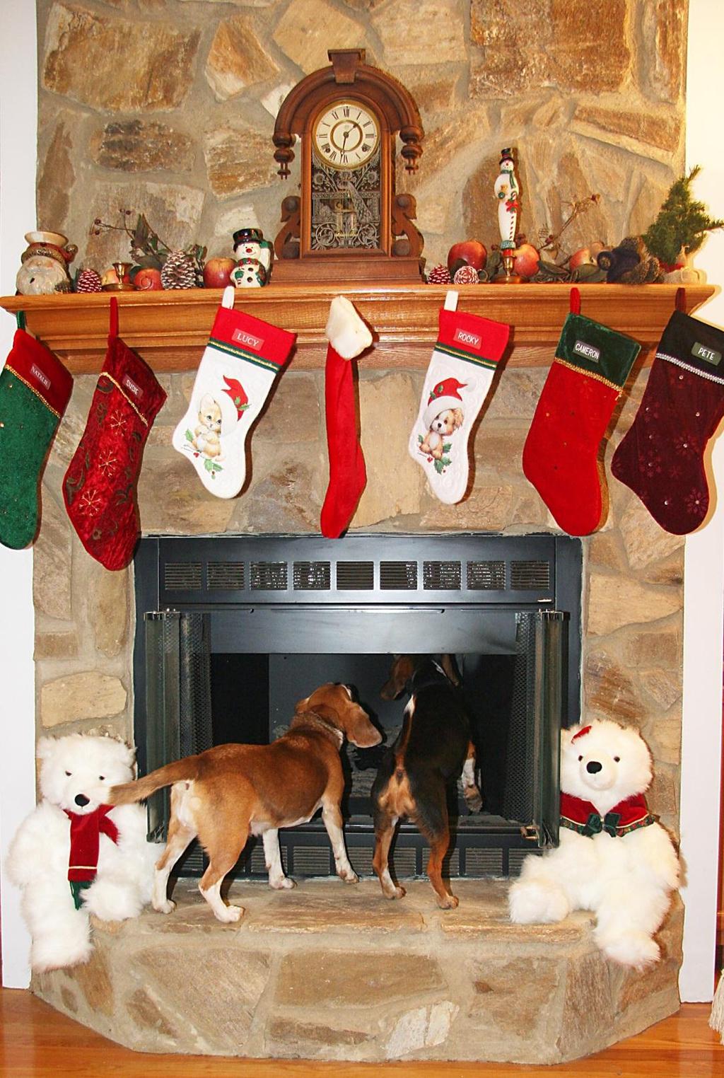 PAUSE FOR PAWS Winter 2013 Volume 6 Issue 1 A lot of dogs have bigger problems than just waiting for Santa to come.