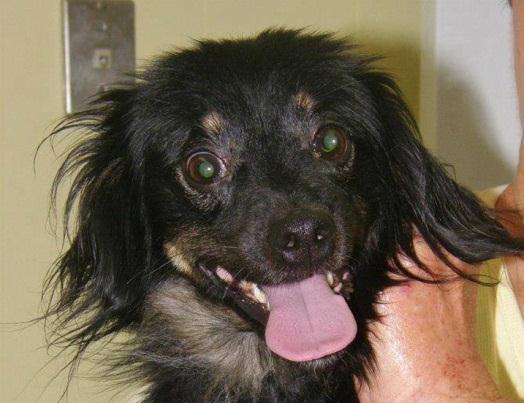 Ramona is a 1 ½ year old female spaniel mix ready to