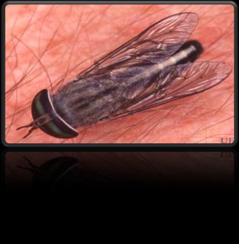 2. Intermediate host (vector) : Female Chrysops fly (Deer fly), day biting insect W. Bancrofi ). (transmission as in 3. Reservoir host : Monkeys. 4.