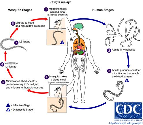 Life Cycle of Brugia malayi 9 Life Cycle of Brugia malayi The typical vector for Brugia malayi filariasis are mosquito species.