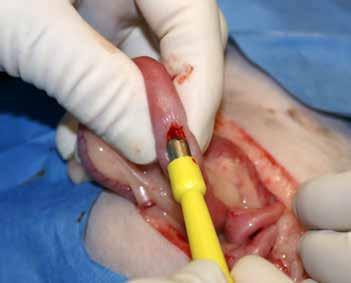 Routine entry was made into the cranial abdomen. A wedge biopsy of the liver was obtained, and a 4 mm biopsy punch was used to biopsy the edge of the left limb of the pancreas.