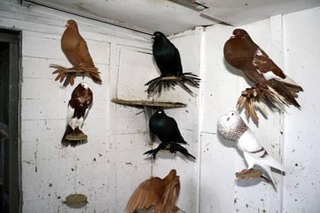 Right: Perches like these are important for pigeons such as the Dutch Cropper, to prevent damaging the foot feathers.