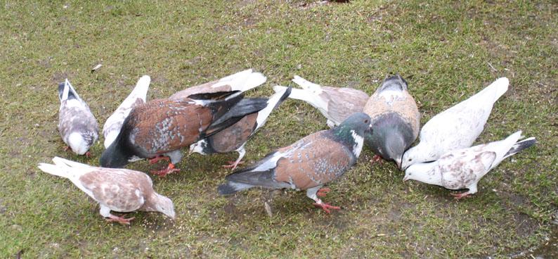 Above: Several Cauchois and Homing pigeons, the latter as he prefers, in many colour varieties. The Dutch Cropper has been his main breed for 43 years now.
