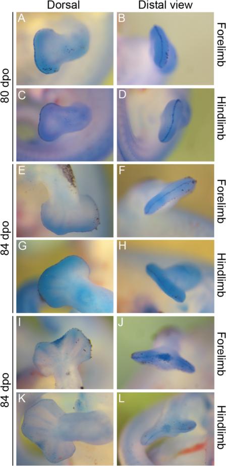 Diaz and Trainor BMC Evolutionary Biology (2015) 15:184 Fig. 7 Nile Blue staining for cell death during autopodial morphogenesis.