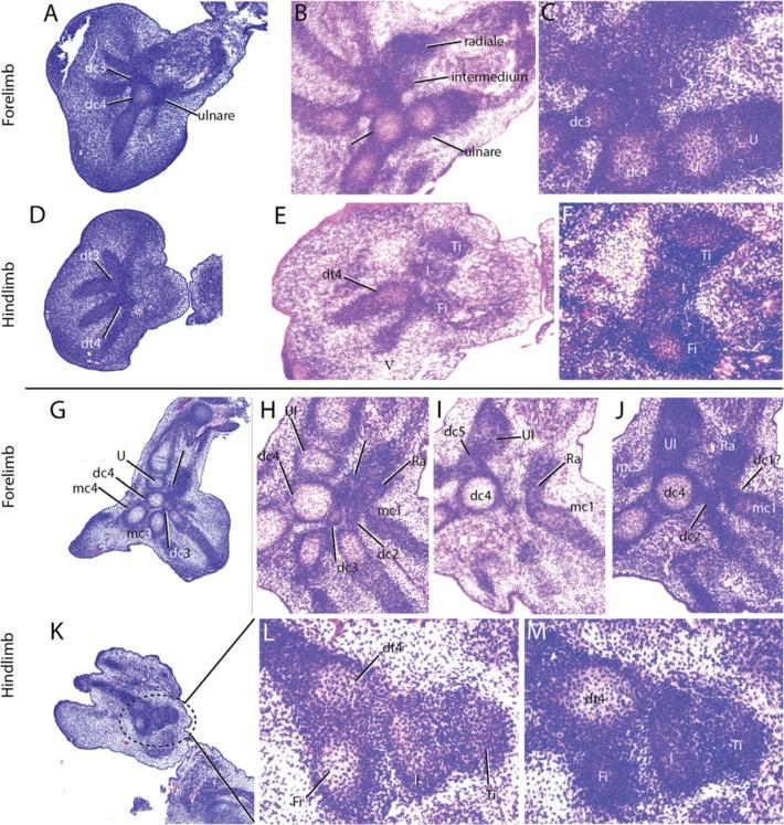 Diaz and Trainor BMC Evolutionary Biology (2015) 15:184 Page 16 of 25 Fig. 15 Histological examination of mesopodial mesenchymal and cartilaginous condensations.