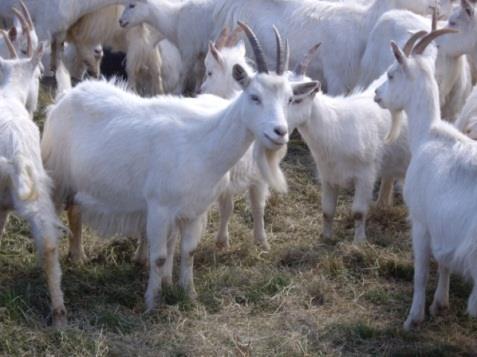 reproduction in 92% sows for 5-8 years Feral goats: