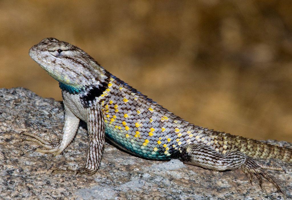Station 17: 1.) Identify the genus of this lizard. ( 1 pt.) 2.) Is this specimen likely male or female? ( 1 pt.) 3.) What feature led you to your conclusion in question #2?