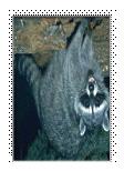 Hays Fayette Caldwell Animal Bat (88) Cat (5)!