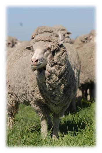 Pre-joining in Ewes Selenium, Zinc and Manganese have many roles in fertility including: The fertilisation process Preparing the reproductive