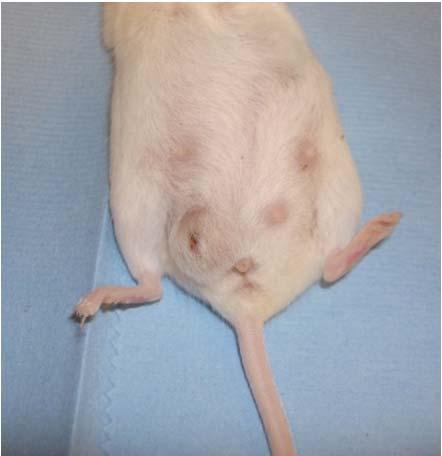 mice Tx: Euthanasia