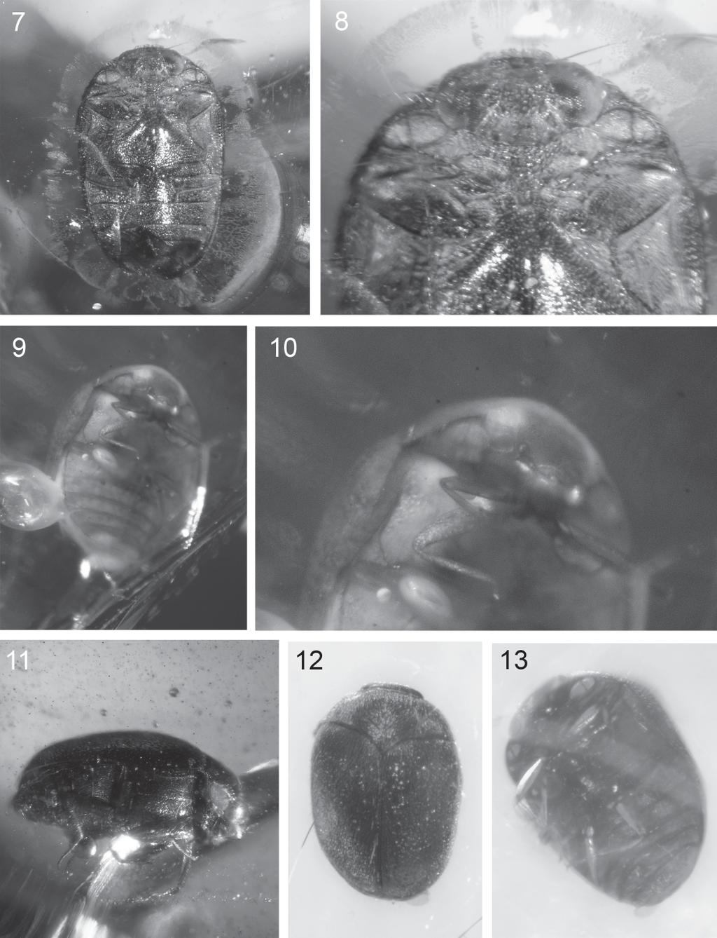 Figs 7 13. 7 8 Cryptorhopalum jantaricum sp. nov. holotype, 7 habitus ventral view, 8 head and antenna. 9 10 C. ambericum sp. nov. holotype, 9 habitus ventral view, 10 head and antenna.