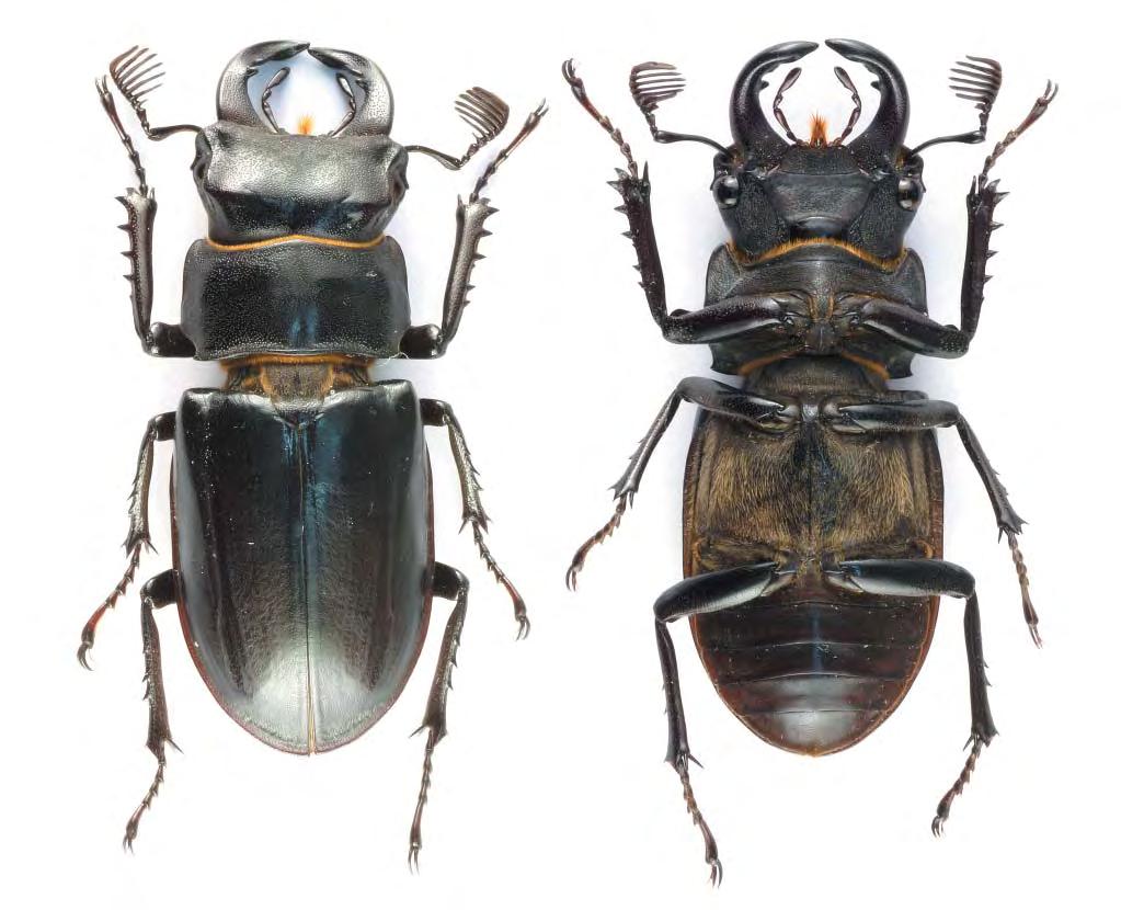 Figs 5, 6. Lucanus (Pseudolucanus) xerxes sp. nov., habitus of holotype (male); 5 dorsal aspect, 6 ventral aspect. DIFFERENTIAL DIAGNOSIS. Lucanus (Pseudolucanus) xerxes sp. nov. is closely related to the westernmediterranean species L.