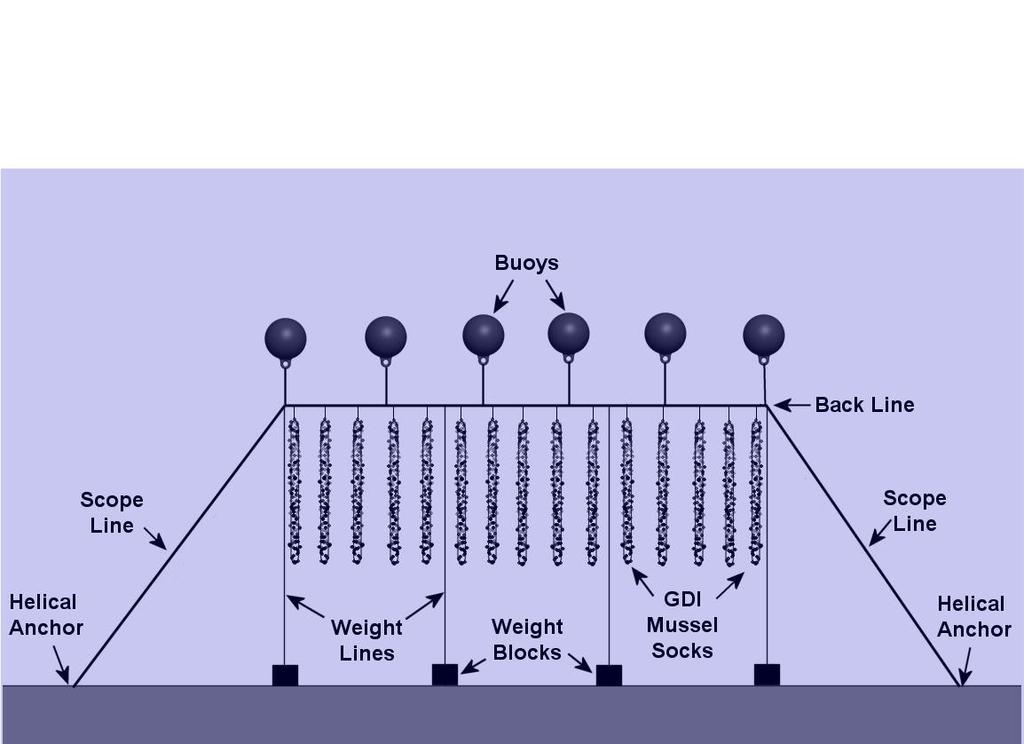 Submerged Longline System The backline, floats and socks on a submerged longline system are can be anywhere from 5-60 feet and in some cases up to 100 feet below the surface allowing the system to be