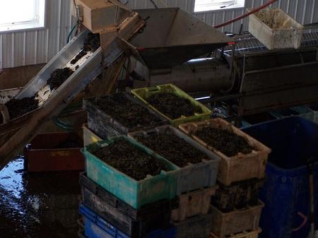 The grading machine cleans and sorts the seed mussels