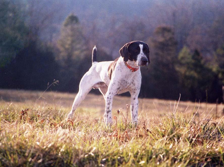 Limited Gun Dog of the Year Mason is available at stud to approved bitches OFA (Hips) Good, OFA (Elbows) Normal Ray Dohse