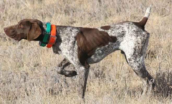 All three gun dogs stakes were either 4 or 5 point majors. The amateur gun dog stake continues to be a trial favorite. The stake features shoot on course which gets rave reviews from the handlers.