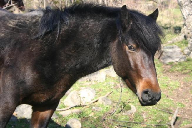 The breeding group of horses was formed by purchasing typical