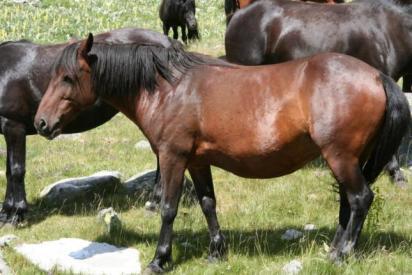 Now RBC maintains 24 Karakachan horses.