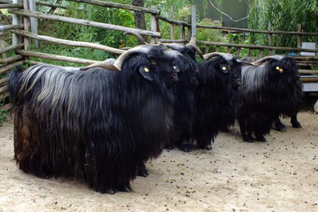 The nucleus herd was created in RBC as a result of pioneering work for investigation of Bulgarian native goat breeds.