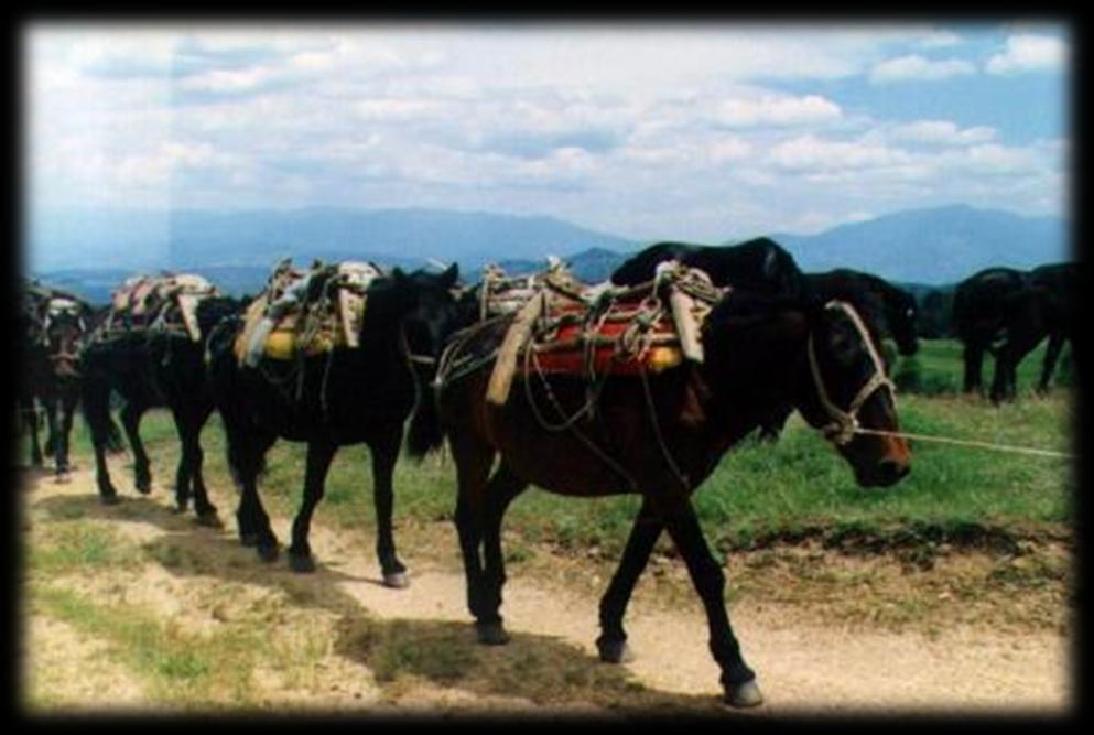 The three breeds of Karakachan nomads have